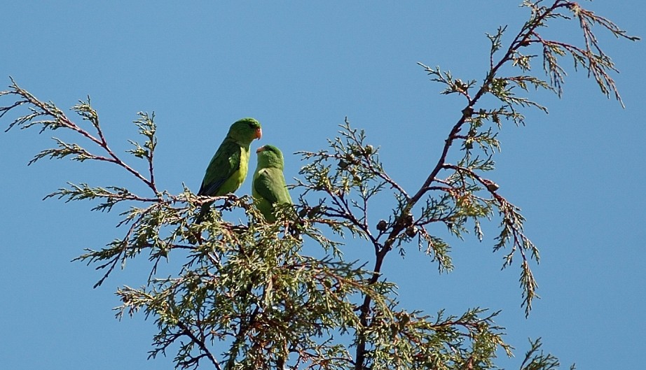 Mountain Parakeet - ML646866548