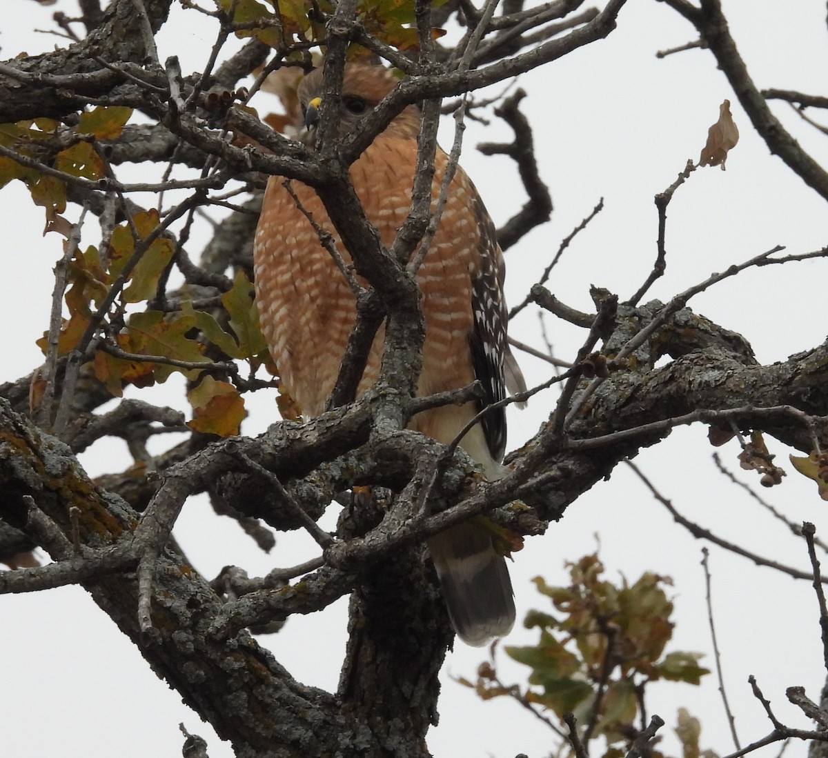 Red-shouldered Hawk - ML646866549