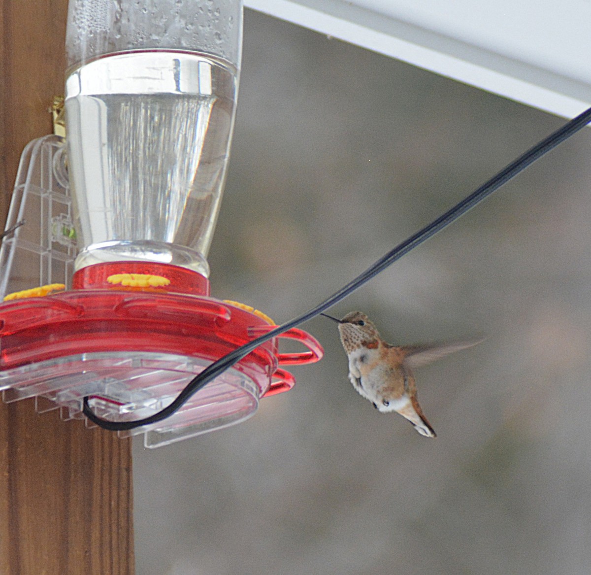 Rufous Hummingbird - ML646866550