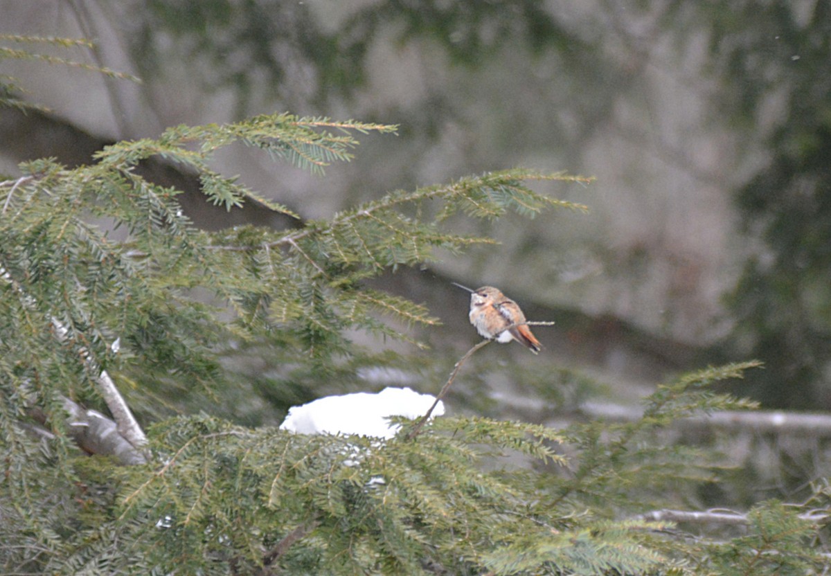 Rufous Hummingbird - ML646866551