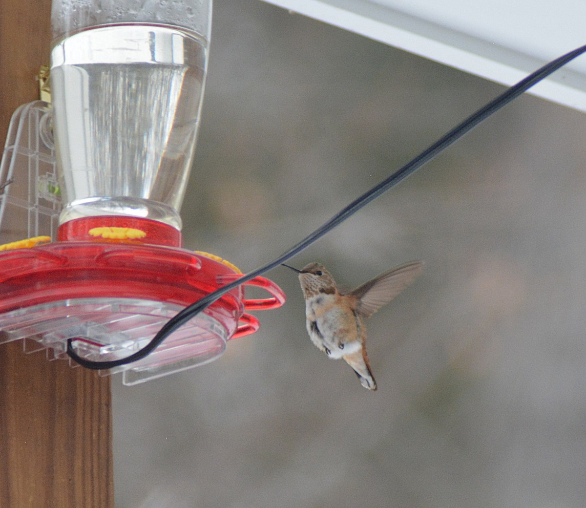 Rufous Hummingbird - ML646866552