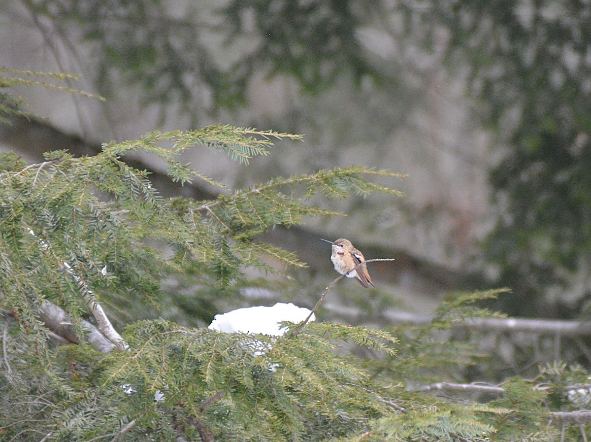 Rufous Hummingbird - ML646866553