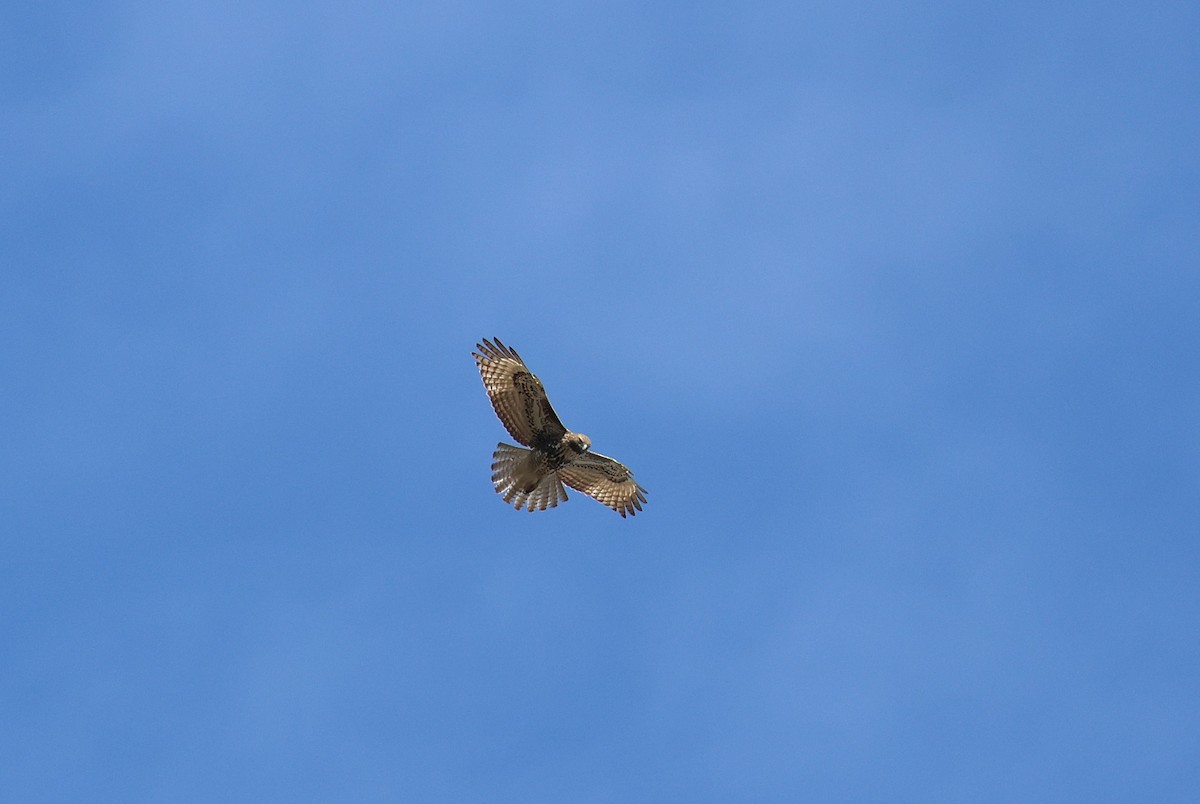 Rotschwanzbussard - ML646866554