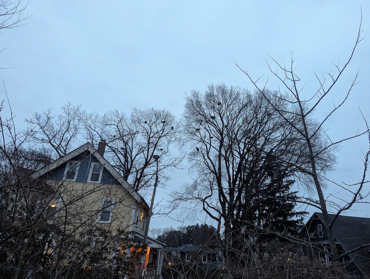 Wild Turkey - ML646866555