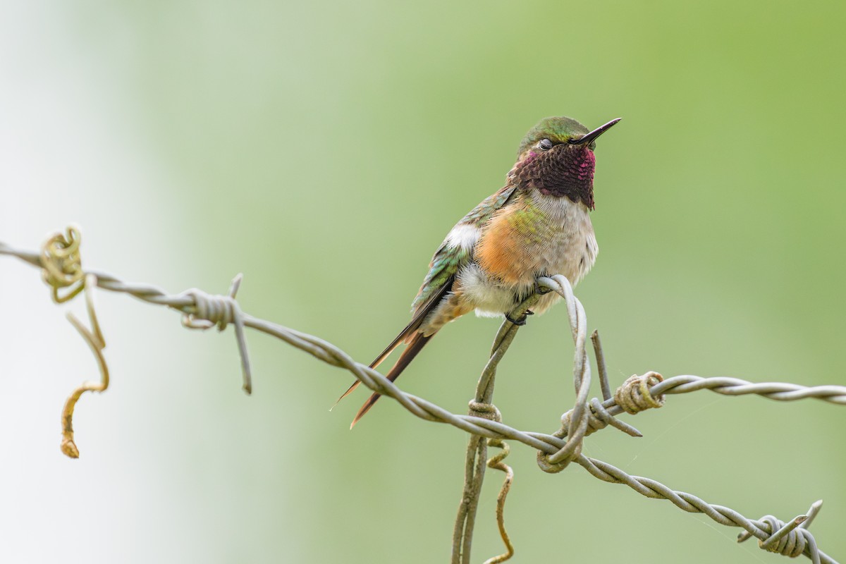 kalypta lilová - ML646866556