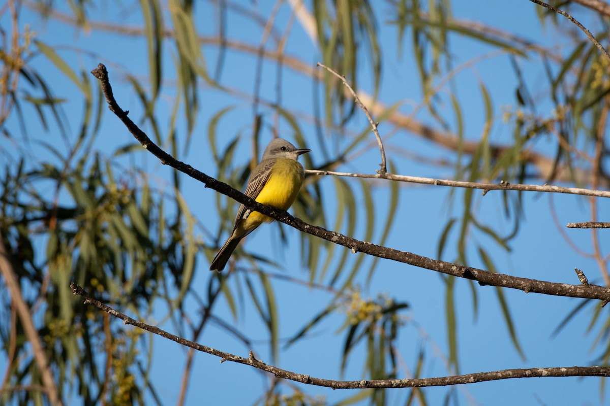 Tropical Kingbird - ML646866557