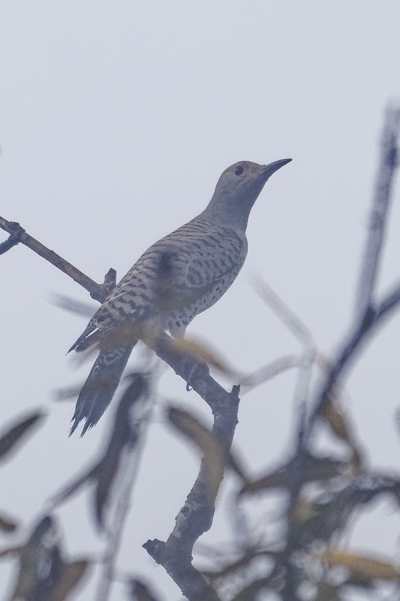 Декол золотистий - ML646866559