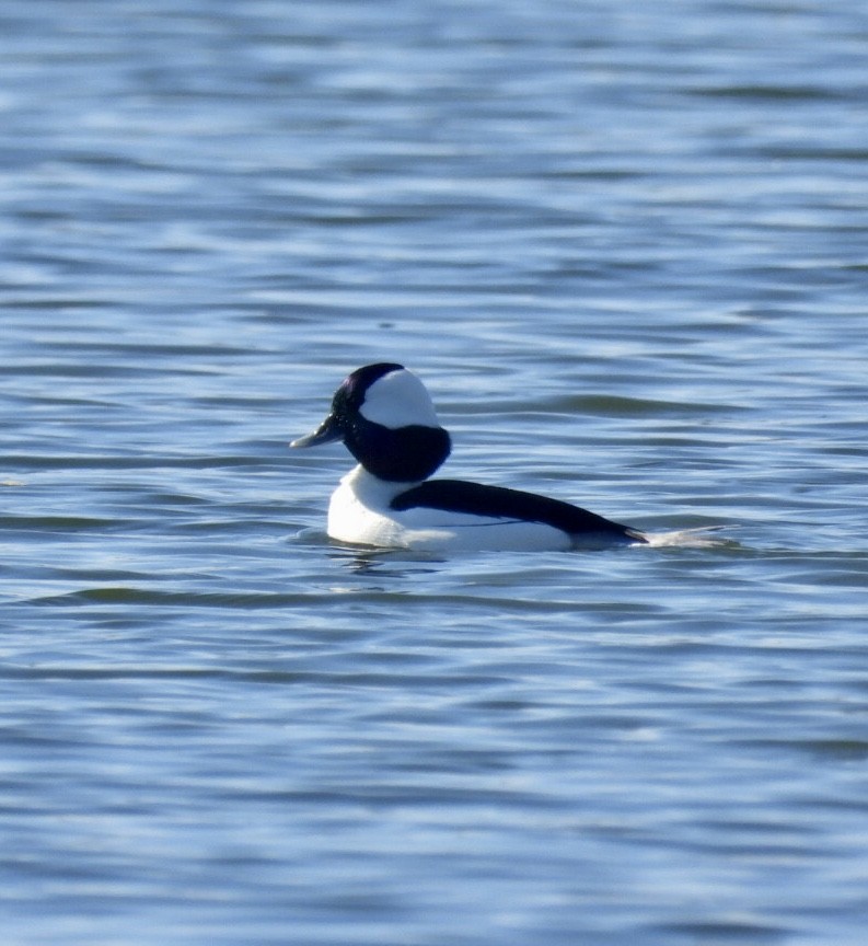 Bufflehead - ML646866563