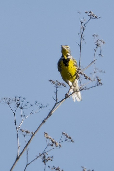 Шпаркос західний - ML646866564