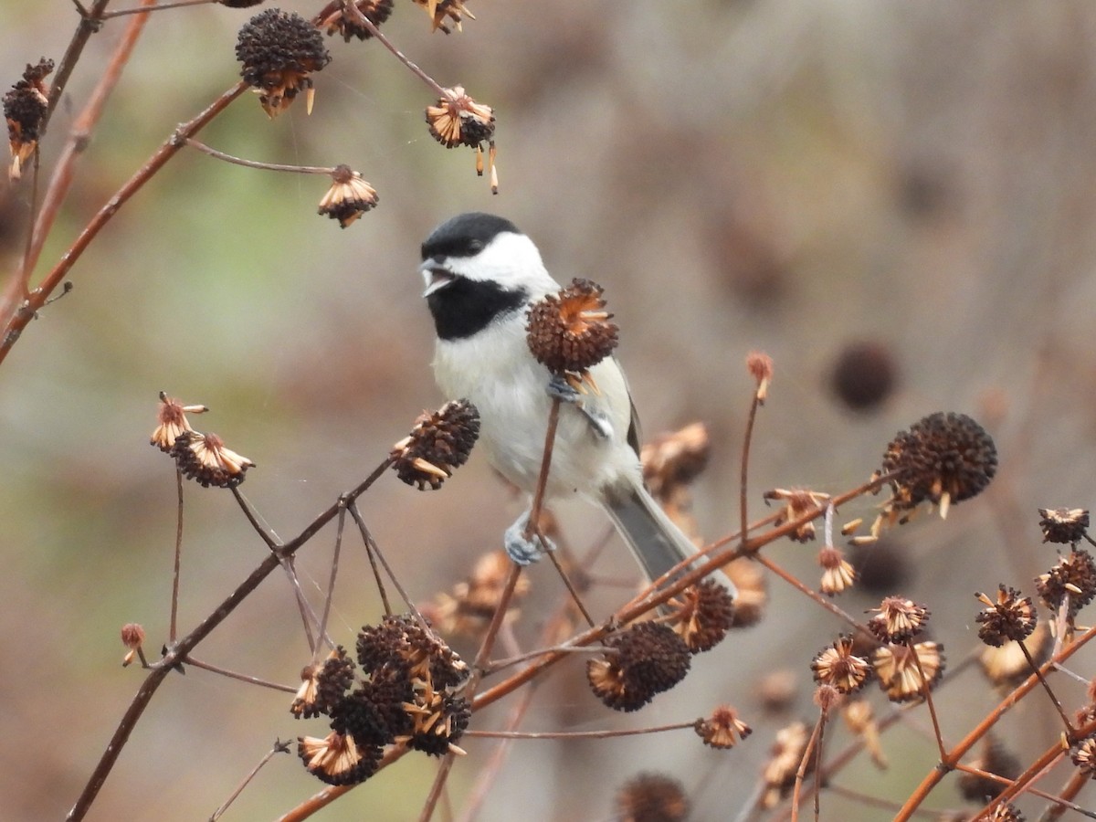 Carolina Chickadee - ML646866565