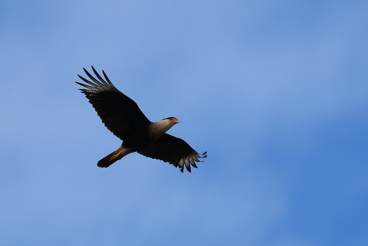 Schopfkarakara - ML646866566