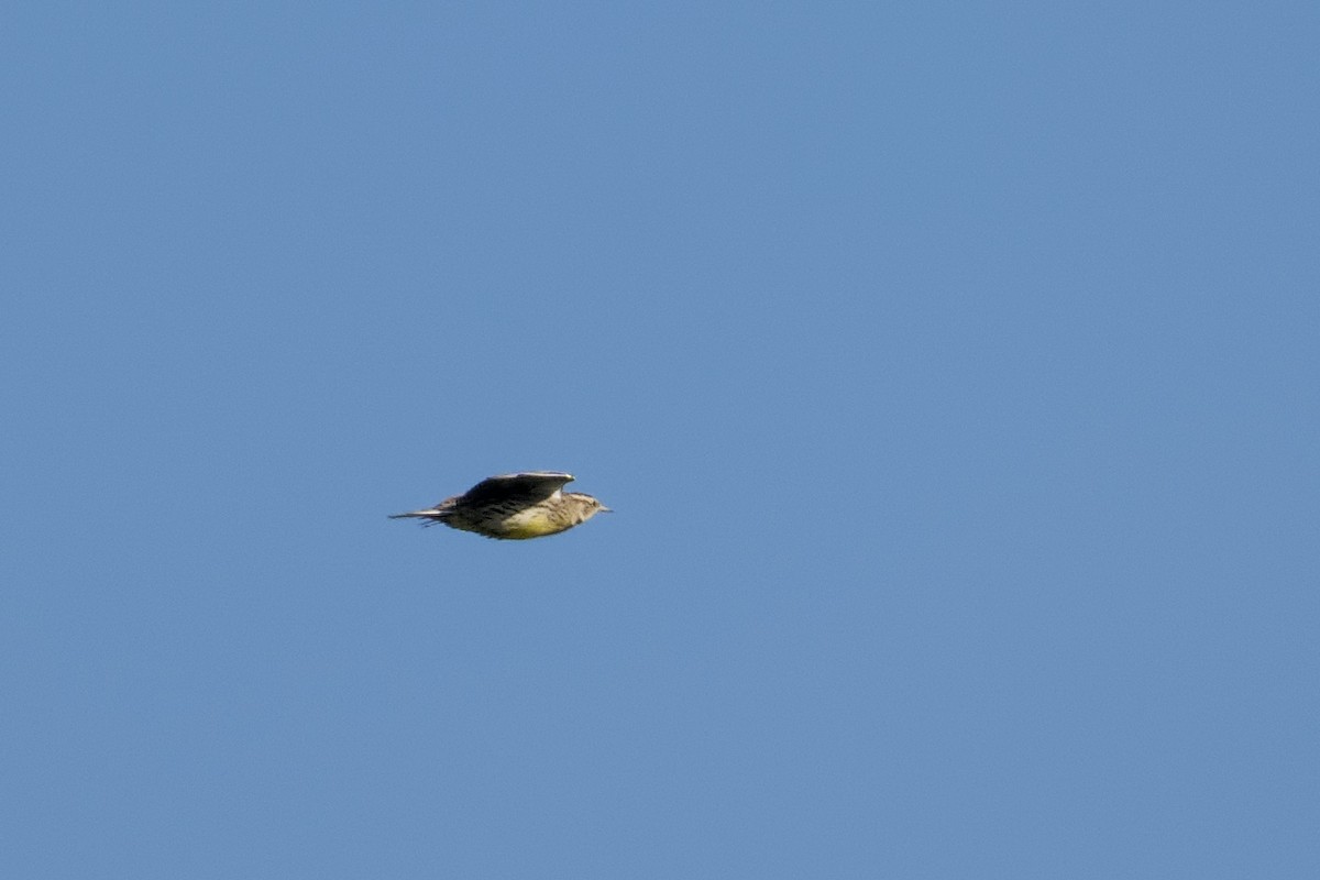 Шпаркос західний - ML646866567