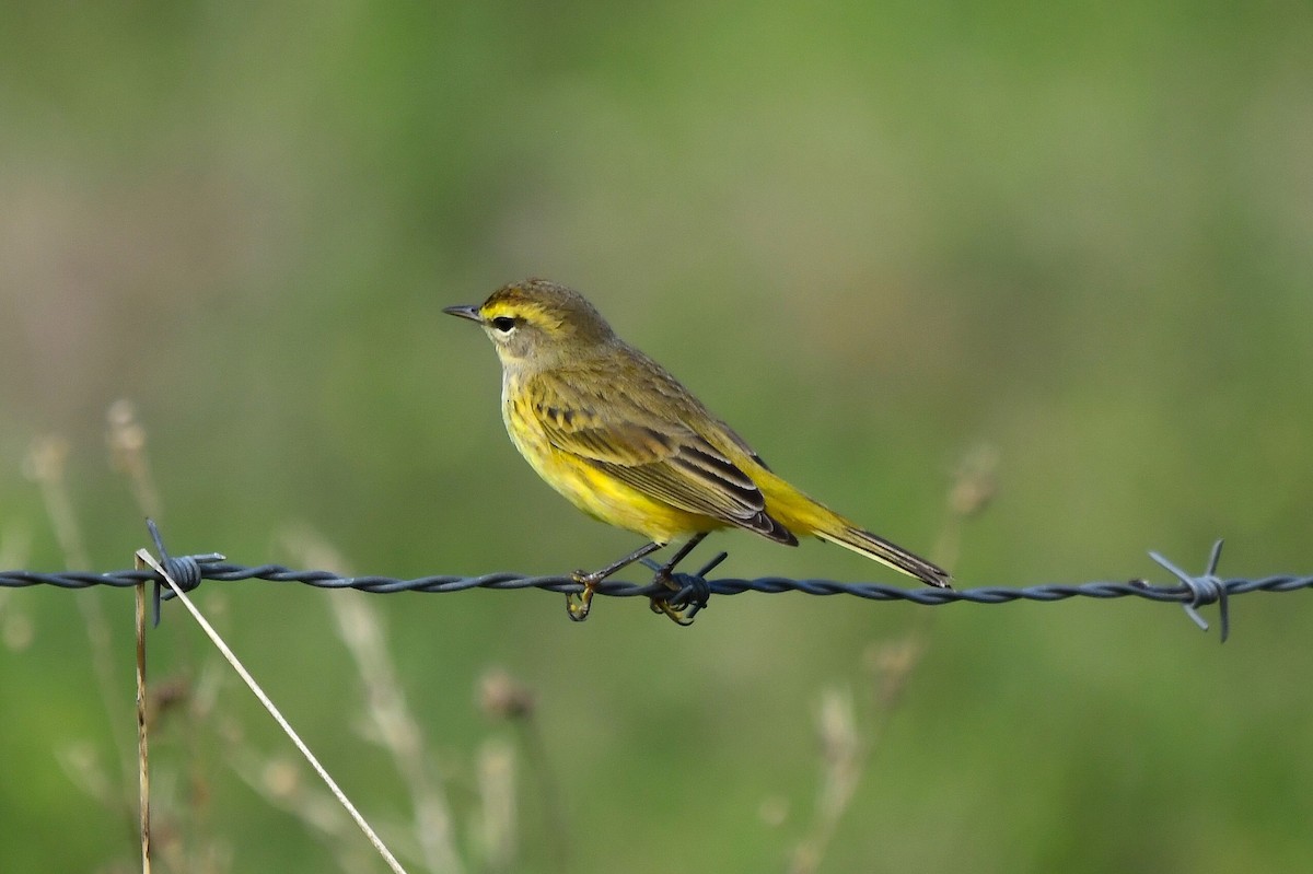 Пальмовая древесница - ML646866571