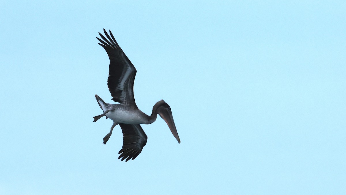Brown Pelican - ML646866572
