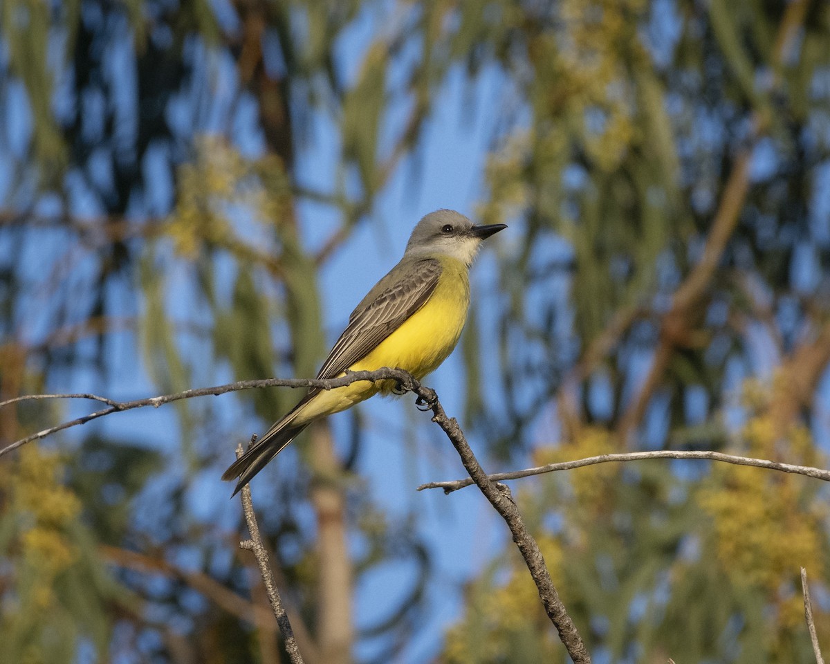 Tropical Kingbird - ML646866573