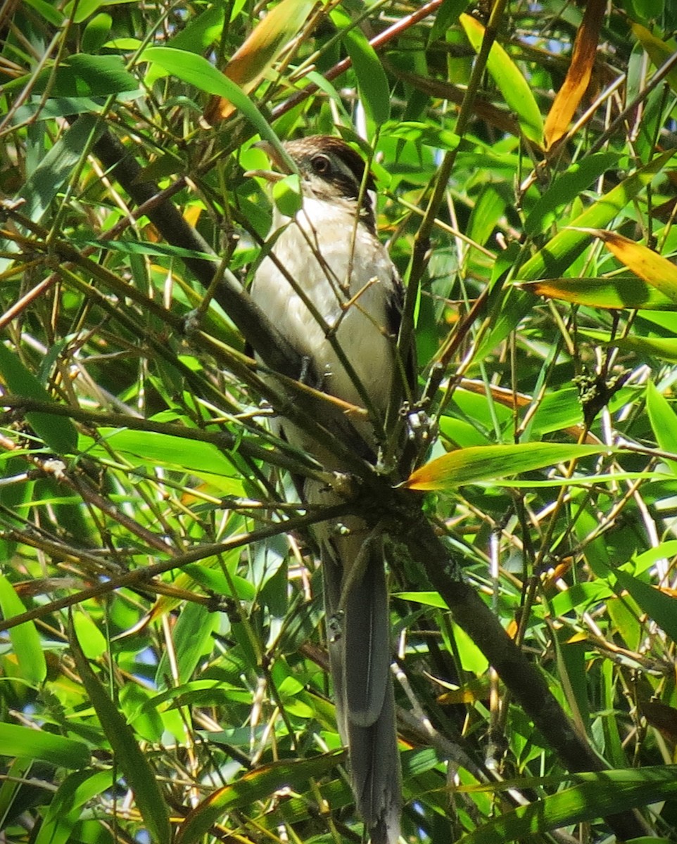 Тахете - ML646866575