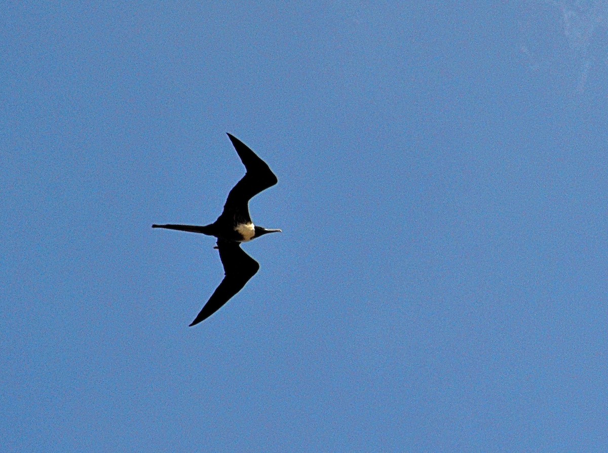 Magnificent Frigatebird - ML646866577