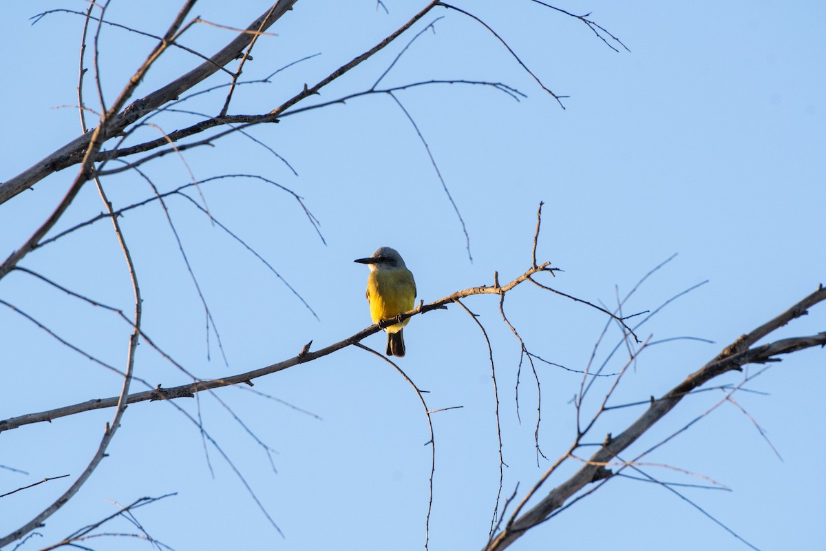 Tropical Kingbird - ML646866580