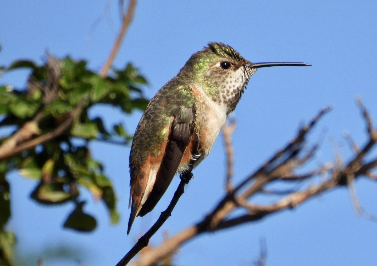 Allen's Hummingbird - ML646866581