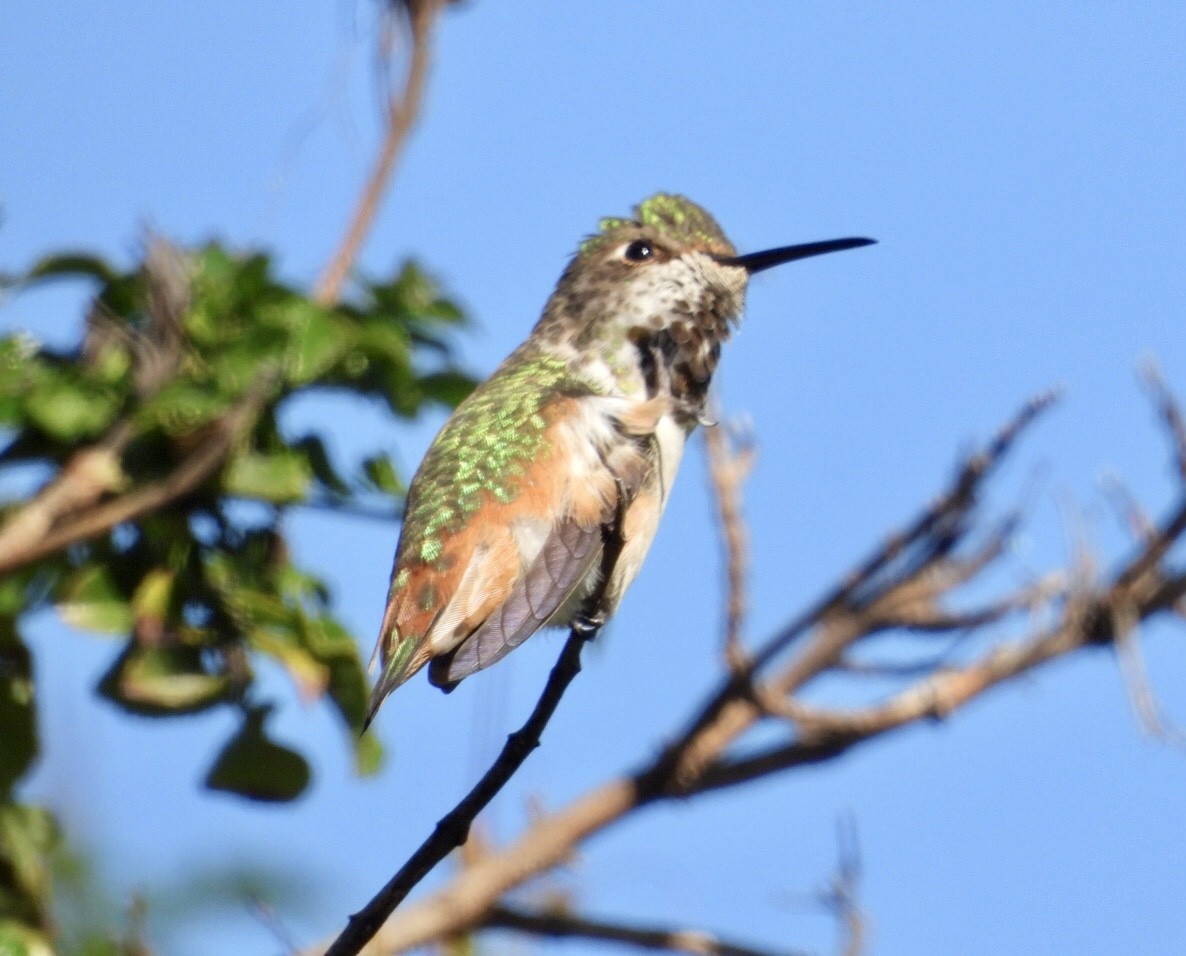 Allen's Hummingbird - ML646866582