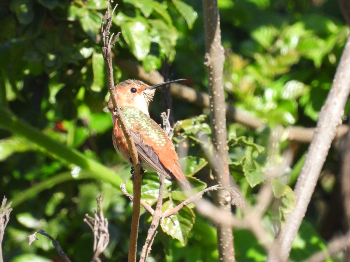 Allen's Hummingbird - ML646866583