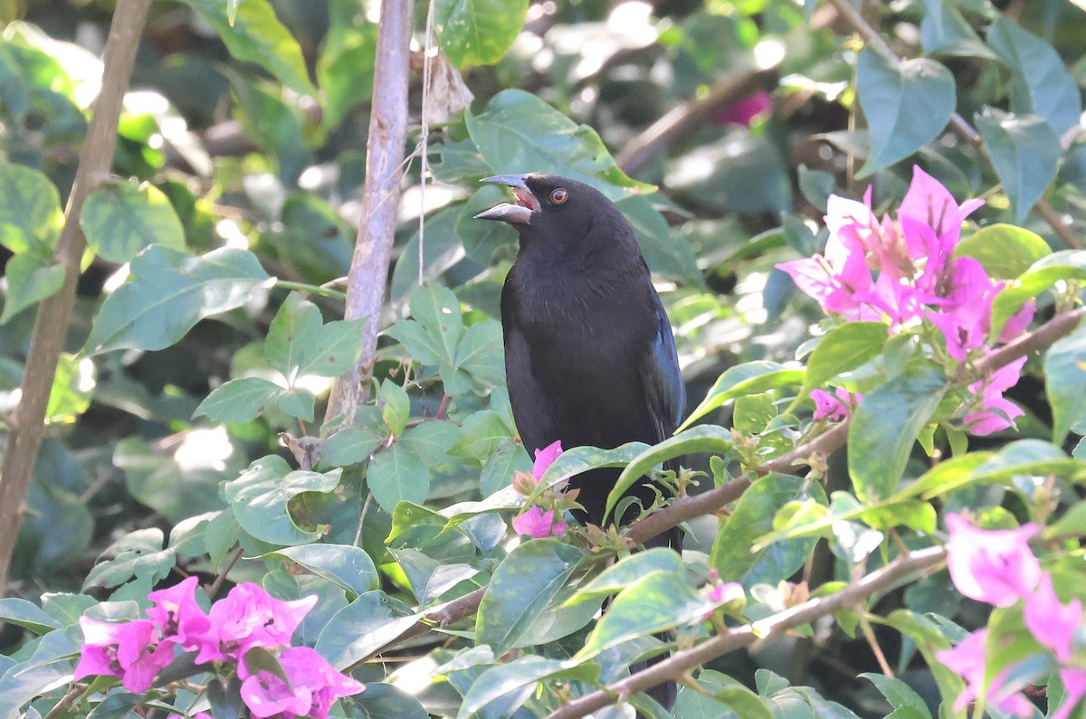 Bronzed Cowbird - ML646866585
