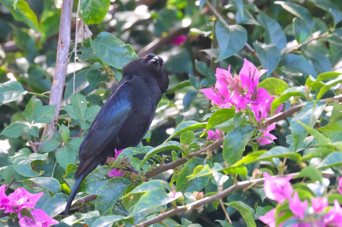 Bronzed Cowbird - ML646866586