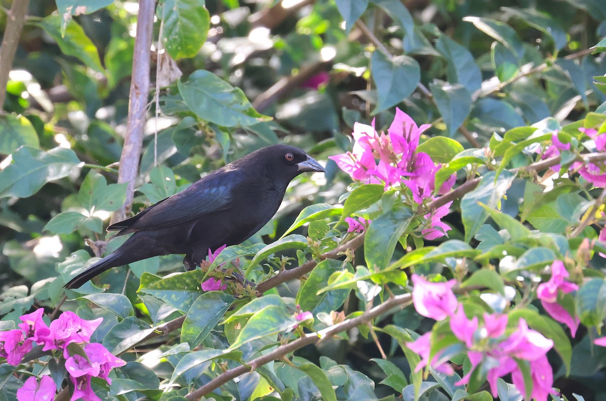 Bronzed Cowbird - ML646866587