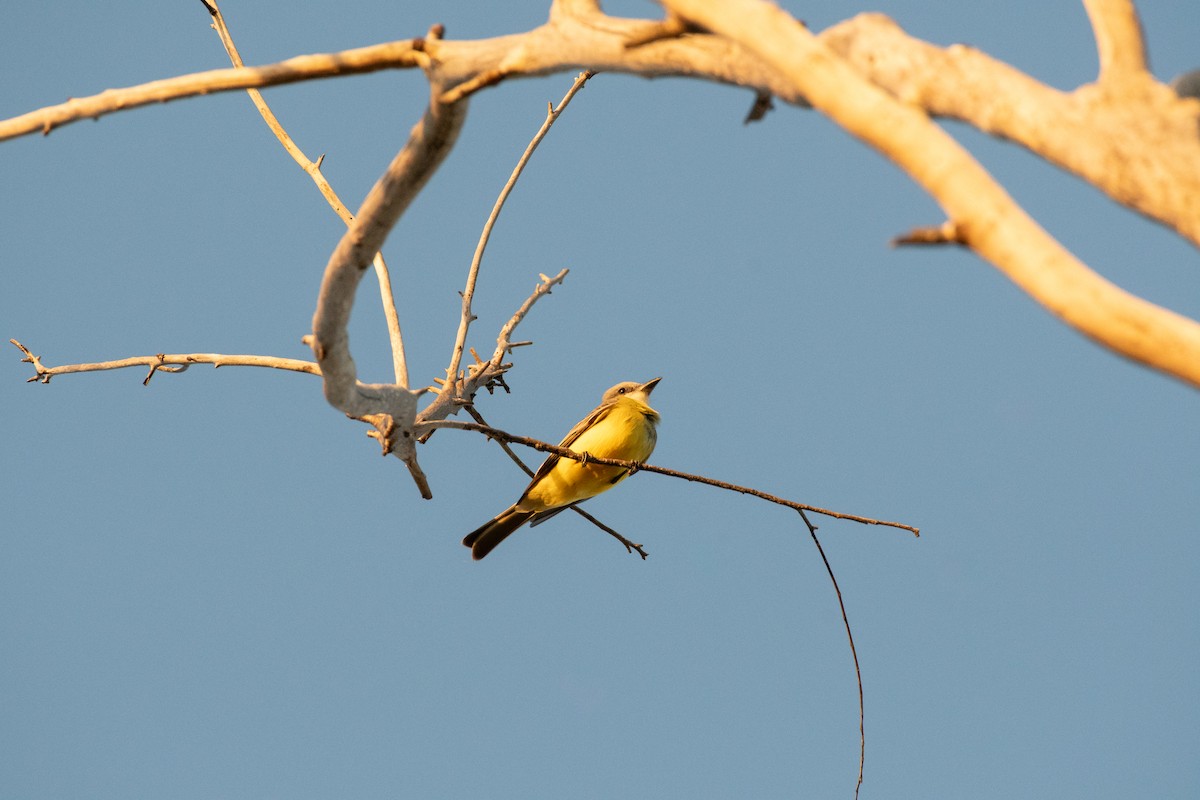 Tropical Kingbird - ML646866590