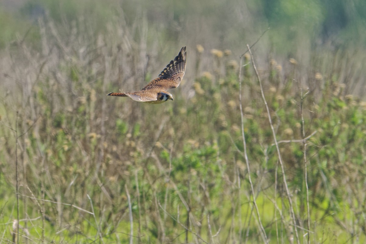 Боривітер американський - ML646866592