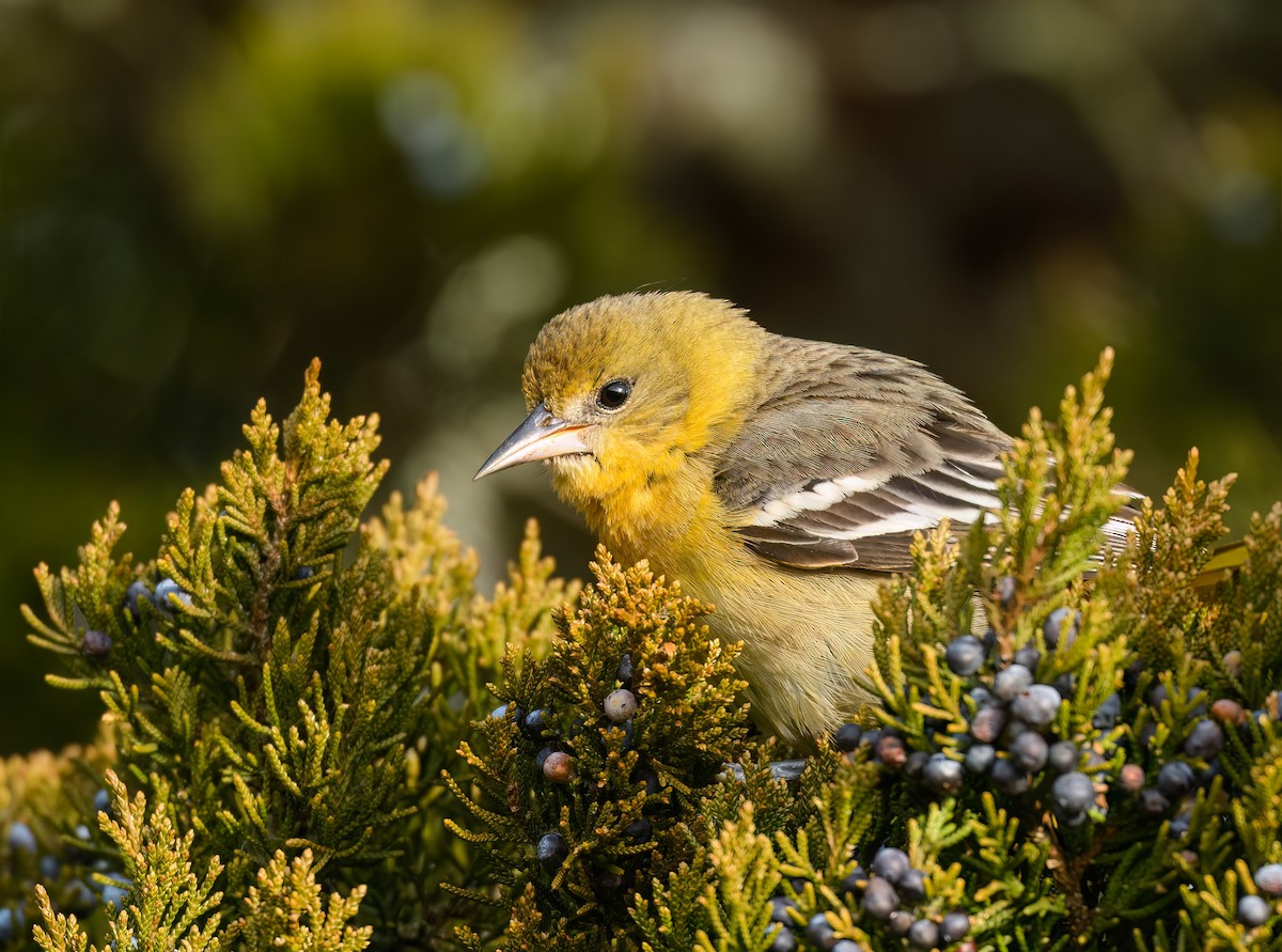 Балтиморский трупиал - ML646866593