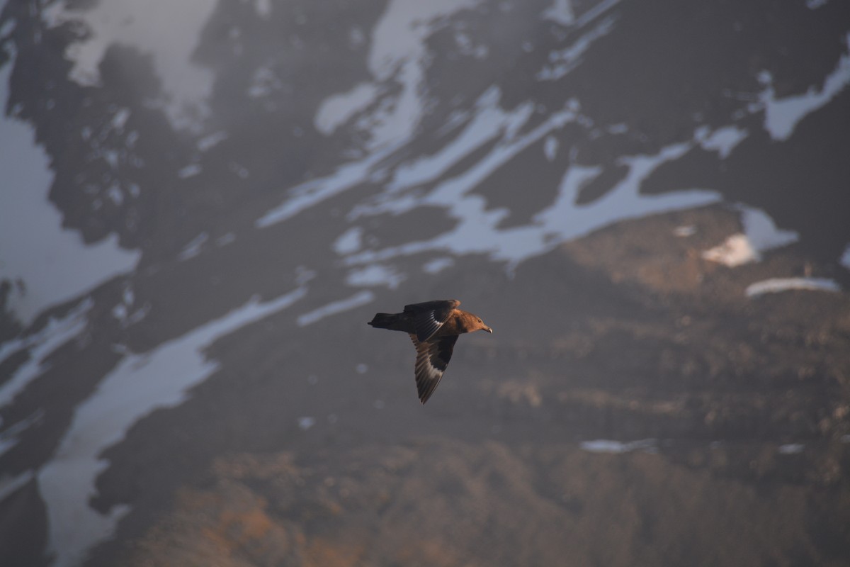 Brown Skua - ML646866594