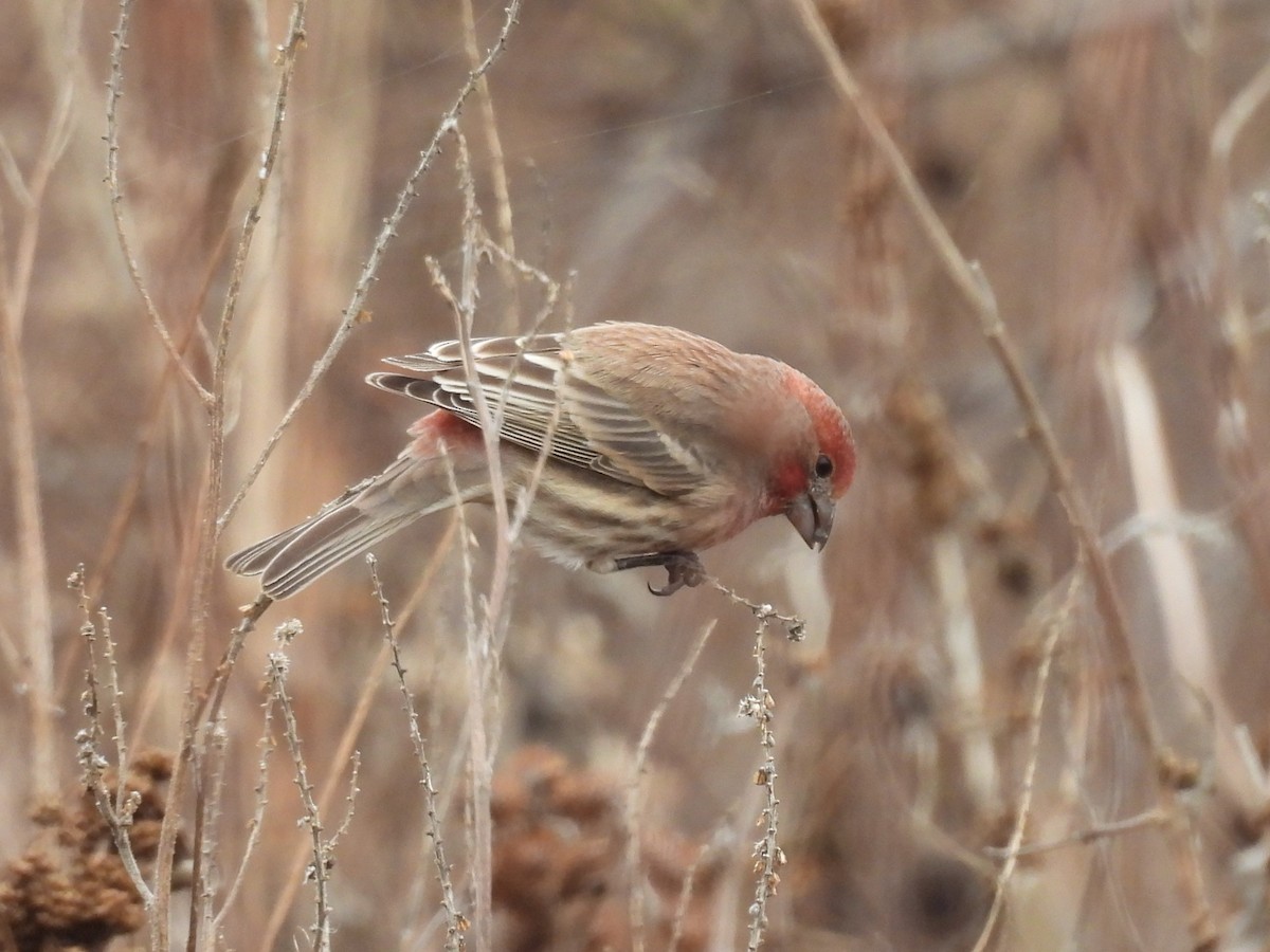Roselin familier - ML646866595