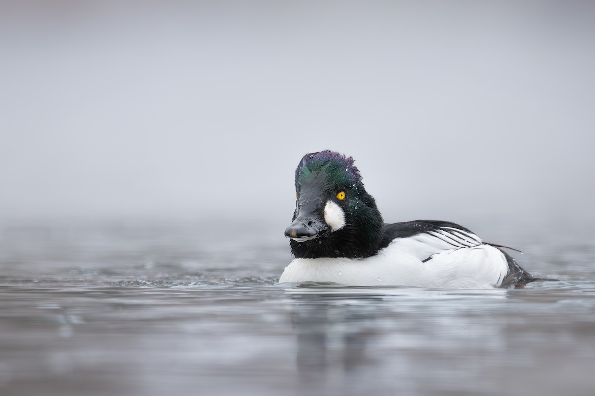Common Goldeneye - ML646866597