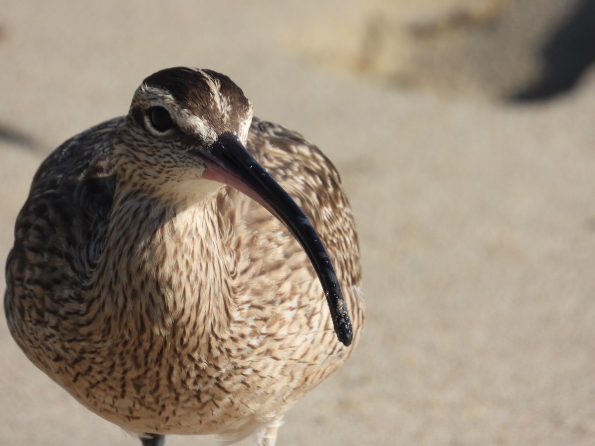 Long-billed Curlew - ML646866598