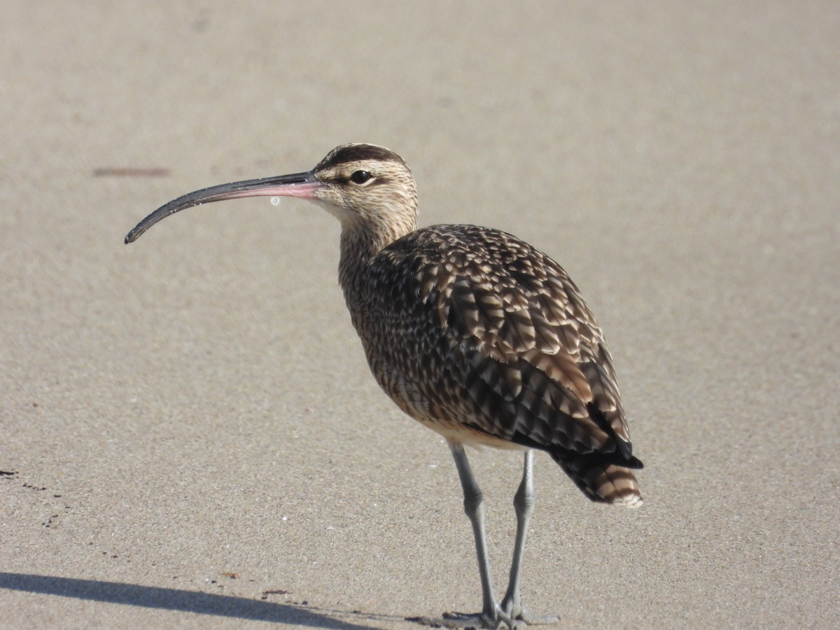 Long-billed Curlew - ML646866599