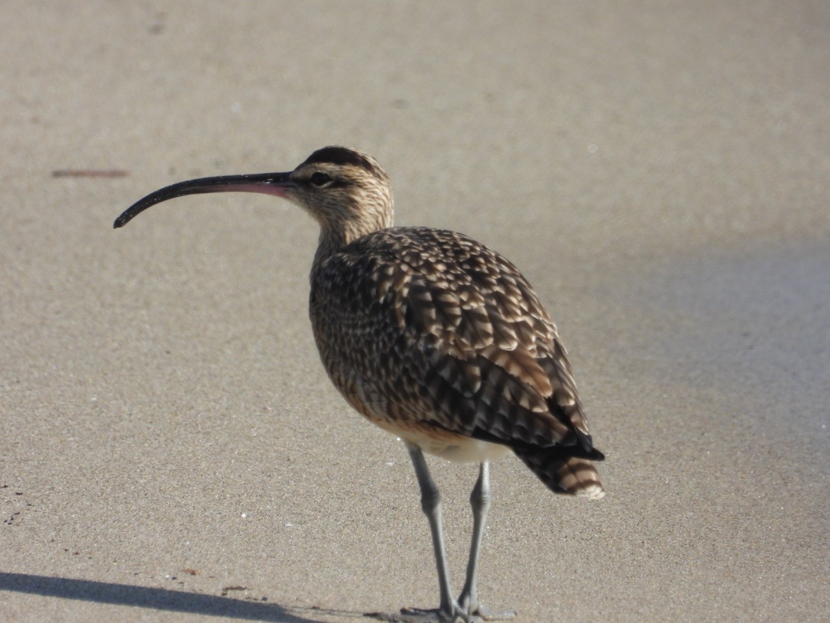 Long-billed Curlew - ML646866600