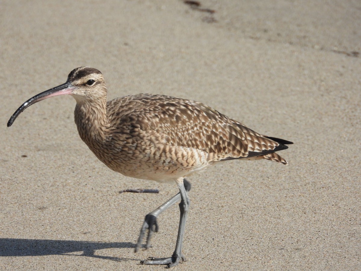 Long-billed Curlew - ML646866601