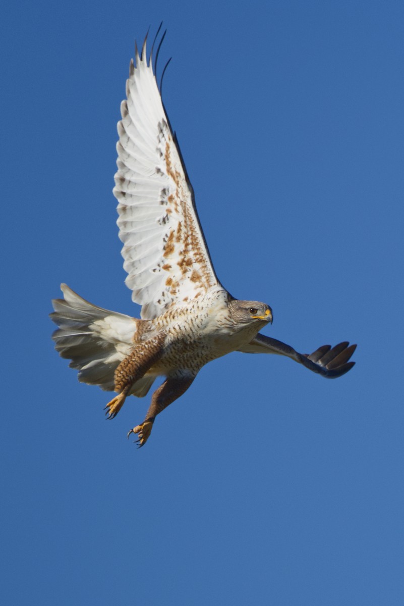 Ferruginous Hawk - ML646866602