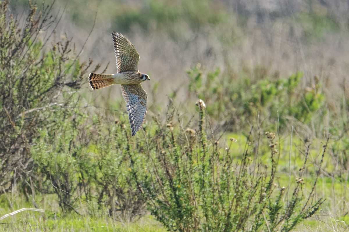 Боривітер американський - ML646866603