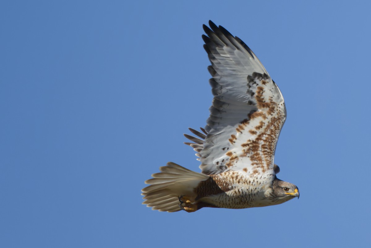 Ferruginous Hawk - ML646866604