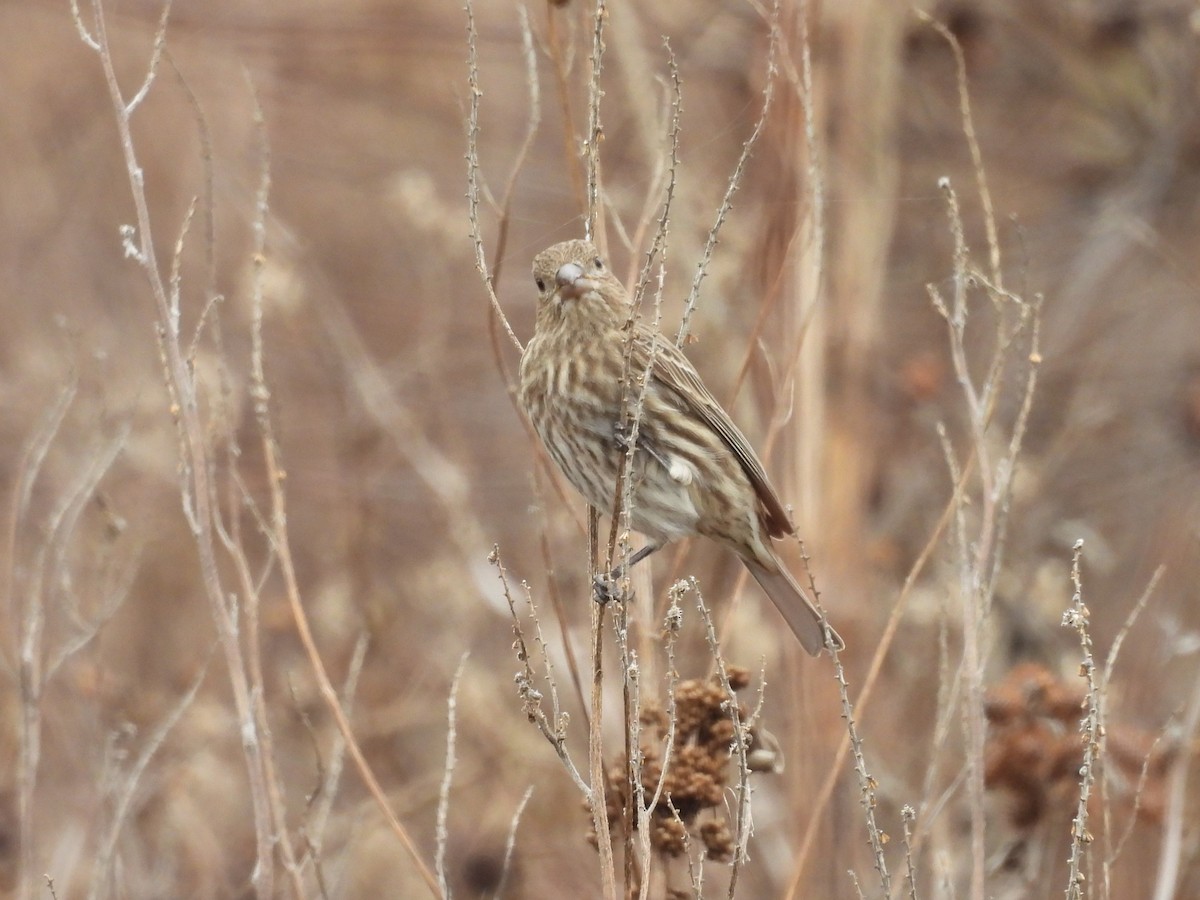 Roselin familier - ML646866606