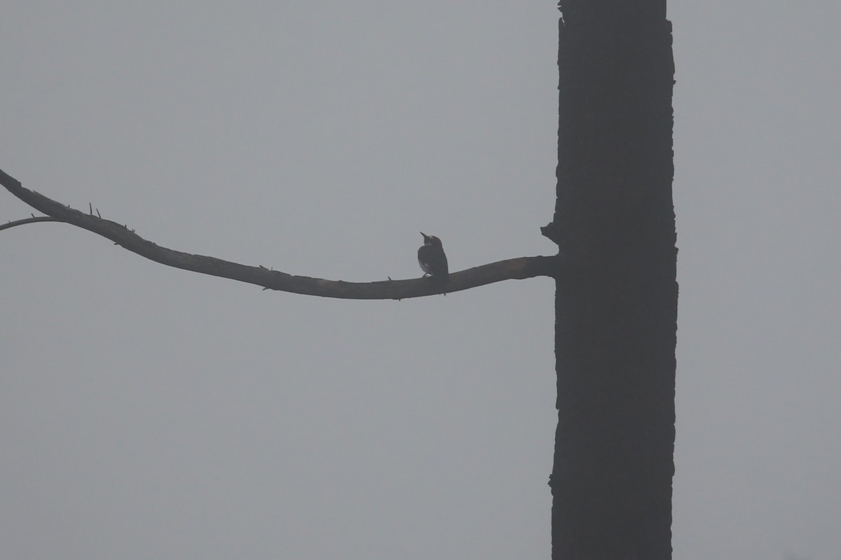 Acorn Woodpecker - ML646866608