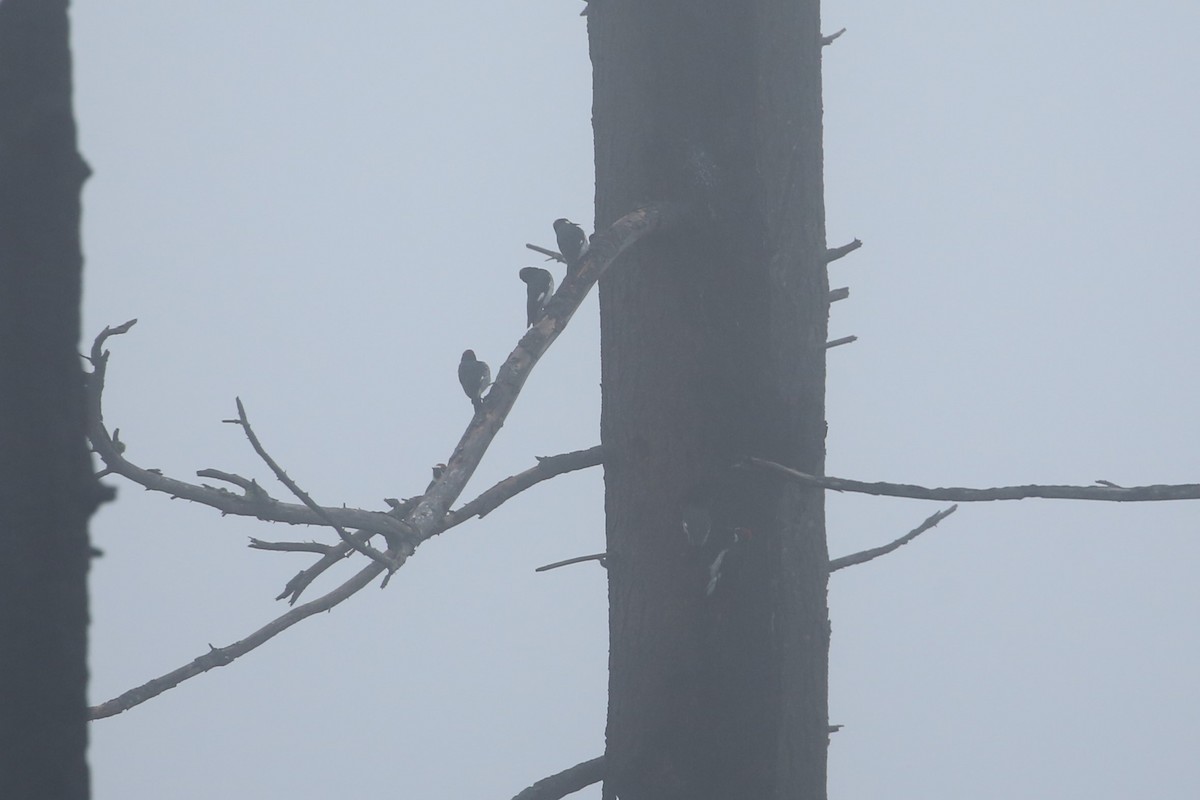Acorn Woodpecker - ML646866609