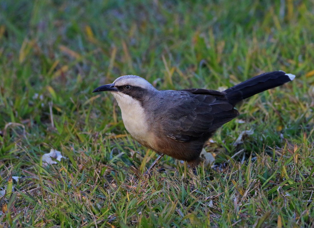 Gray-crowned Babbler - ML64686661