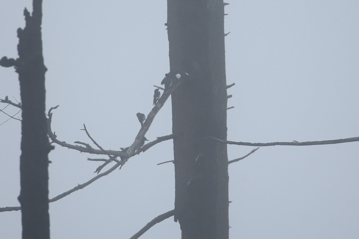 Acorn Woodpecker - ML646866610