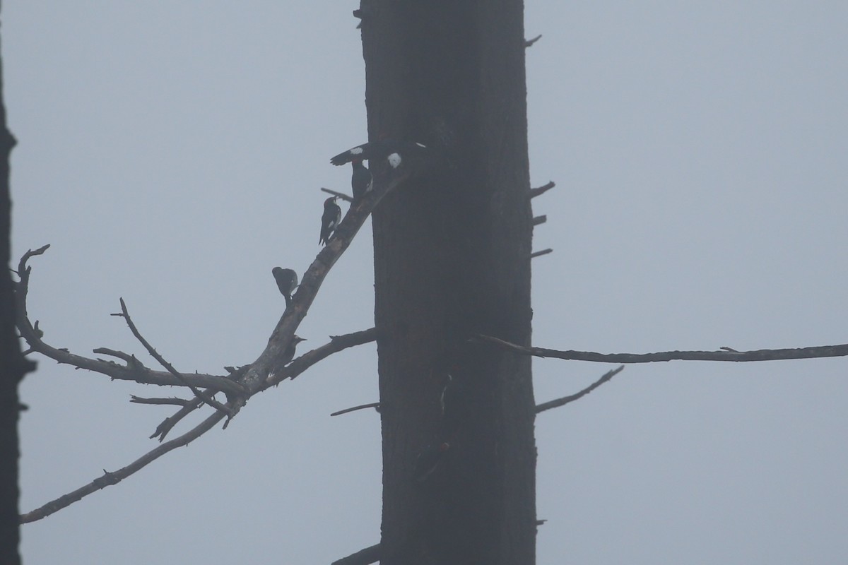 Acorn Woodpecker - ML646866611