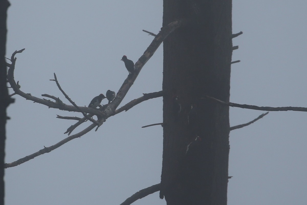 Acorn Woodpecker - ML646866612
