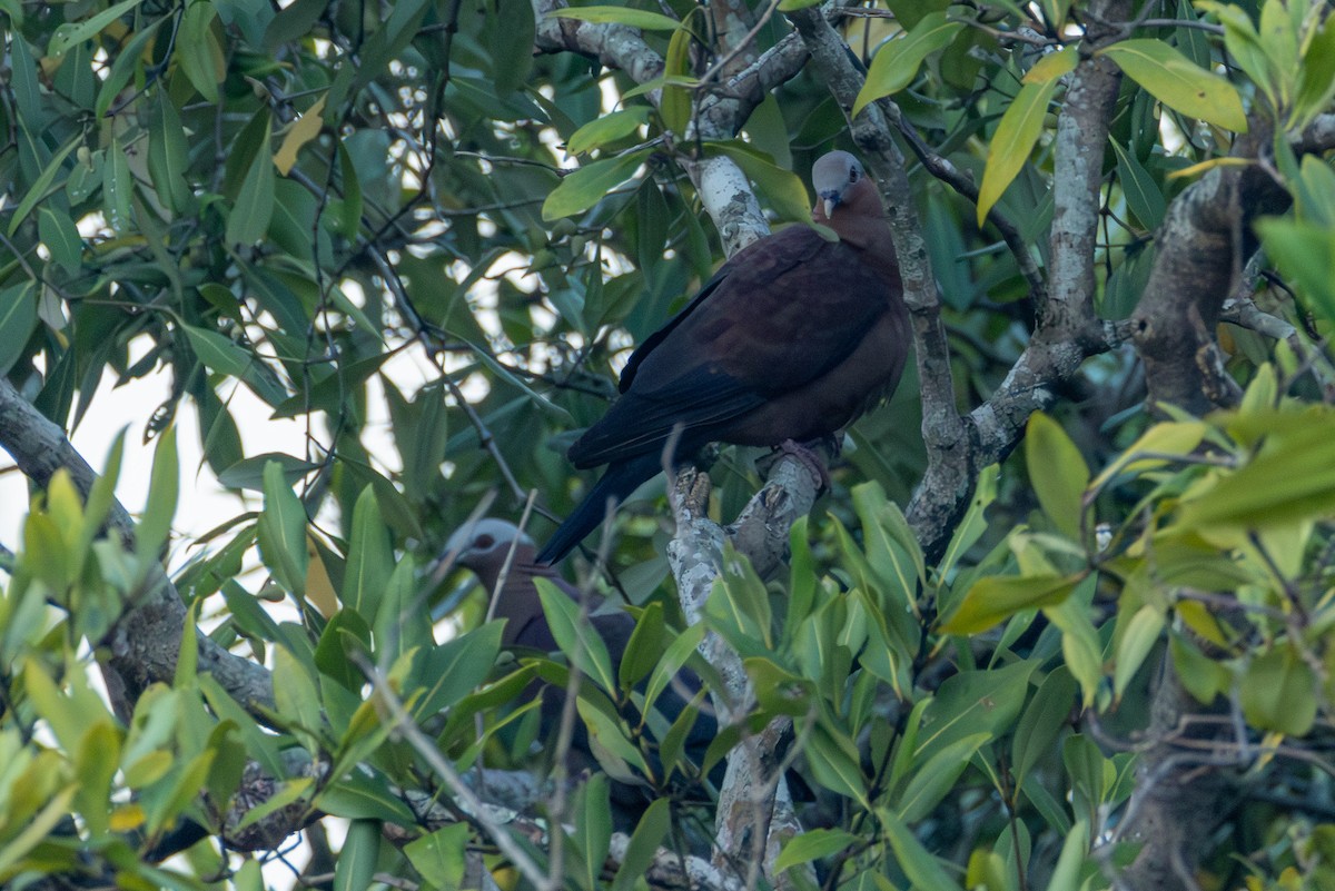 Pale-capped Pigeon - ML646866614