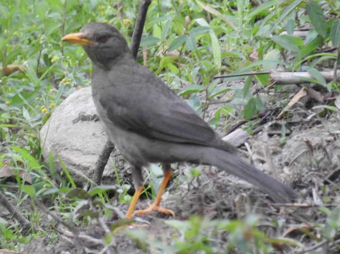 Chiguanco Thrush - ML646866615